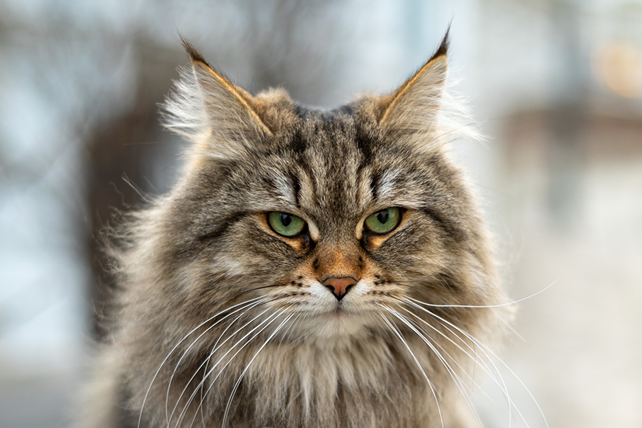 Gatto siberiano carattere e aspetto