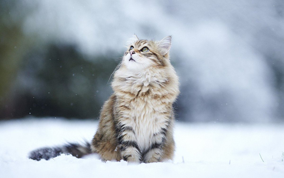 cucciolo gatto siberiano