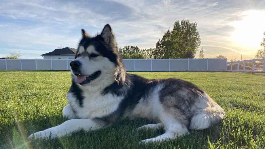 Razza Alaskan Malamute, caratteristiche, prezzo e dove trovarlo