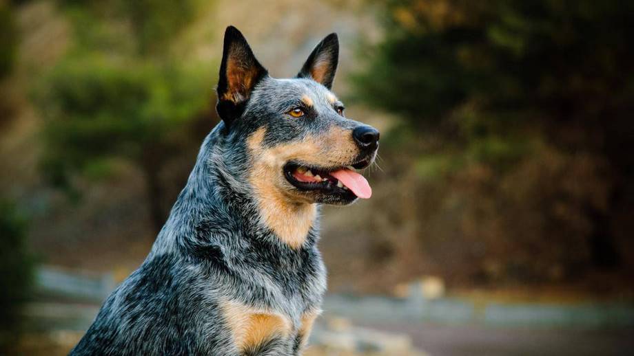 Razza Australian Cattle Dog, caratteristiche, prezzo e dove trovarlo