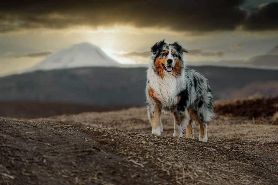 Razza Australian Shepherd, caratteristiche, prezzo e dove trovarlo