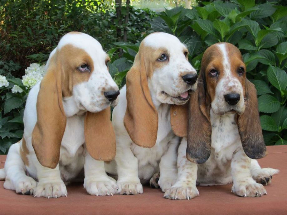 Razza Bassethound, caratteristiche, prezzo e dove trovarlo