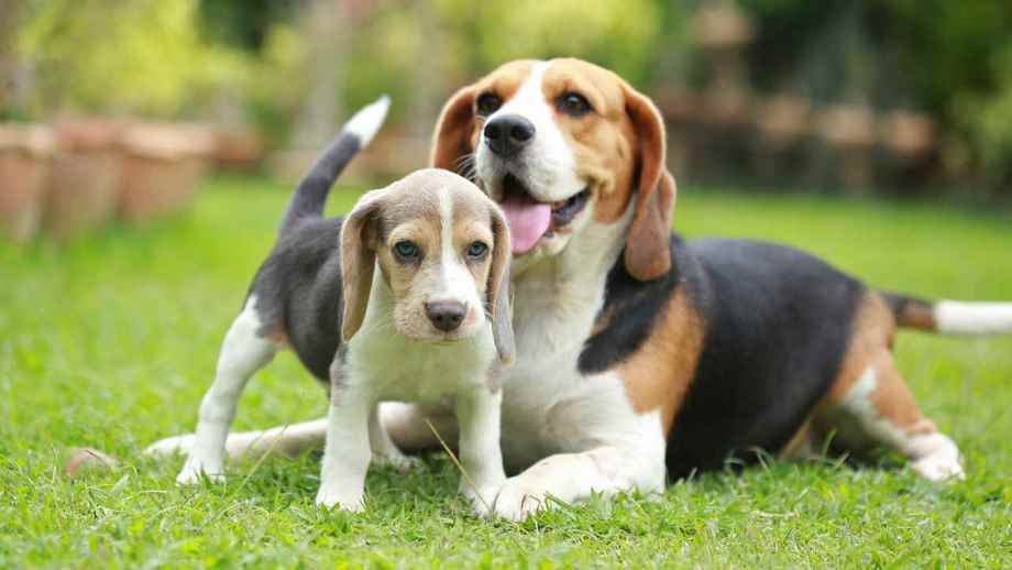 Razza Beagle, caratteristiche, prezzo e dove trovarlo