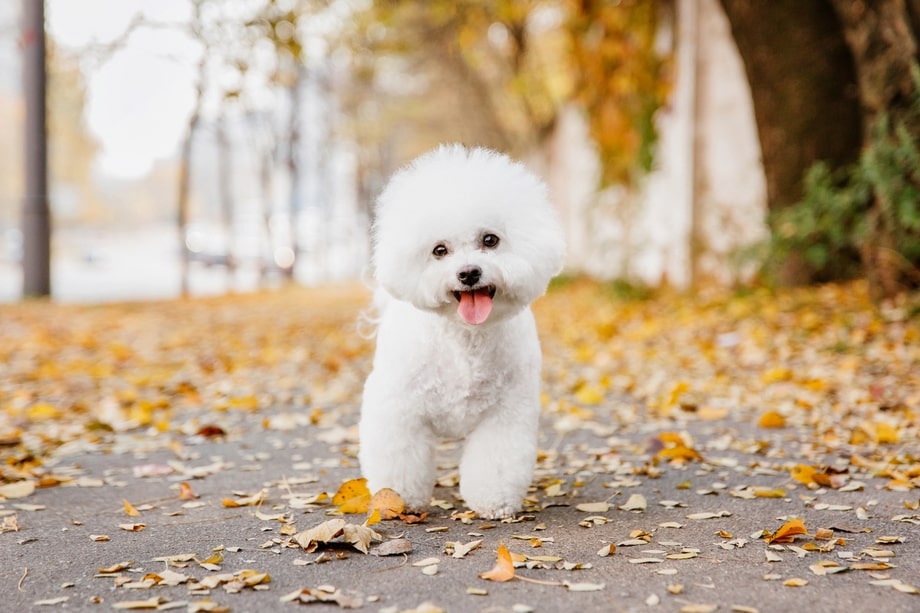 Razza Bichon, caratteristiche, prezzo e dove trovarlo