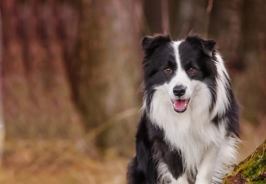 Razza Border Collie, caratteristiche, prezzo e dove trovarlo