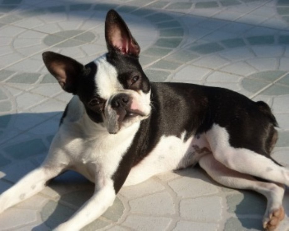 Razza Boston Terrier, caratteristiche, prezzo e dove trovarlo