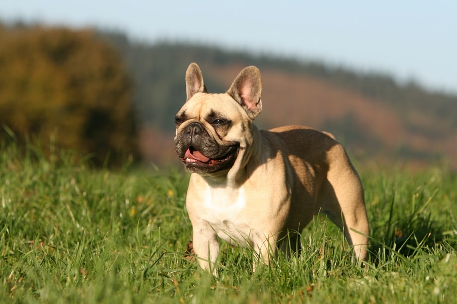 Targa In PVC Per Esterno Con Scritta Francese 'com' E Bulldog Francese – 30x15 Cm, Anti UV E Resistente