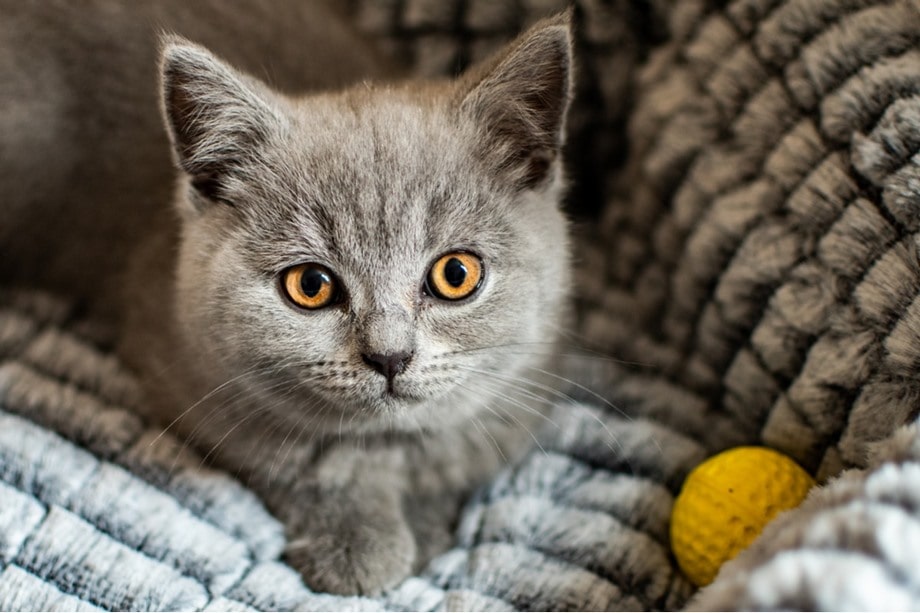 Razza British Shorthair, caratteristiche, prezzo e dove trovarlo