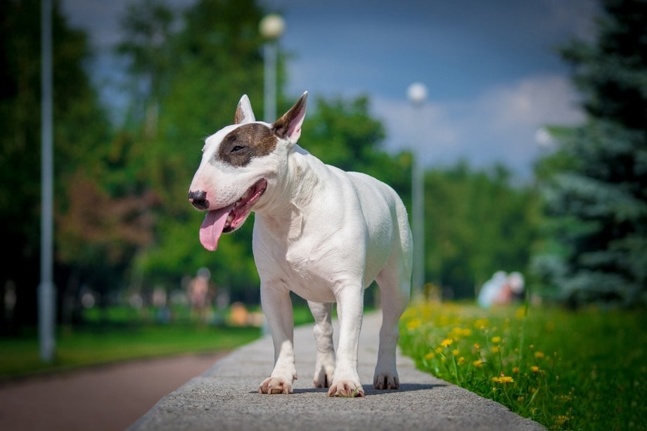 Razza Bull Terrier, caratteristiche, prezzo e dove trovarlo