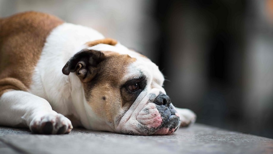 Razza Bulldog, caratteristiche, prezzo e dove trovarlo