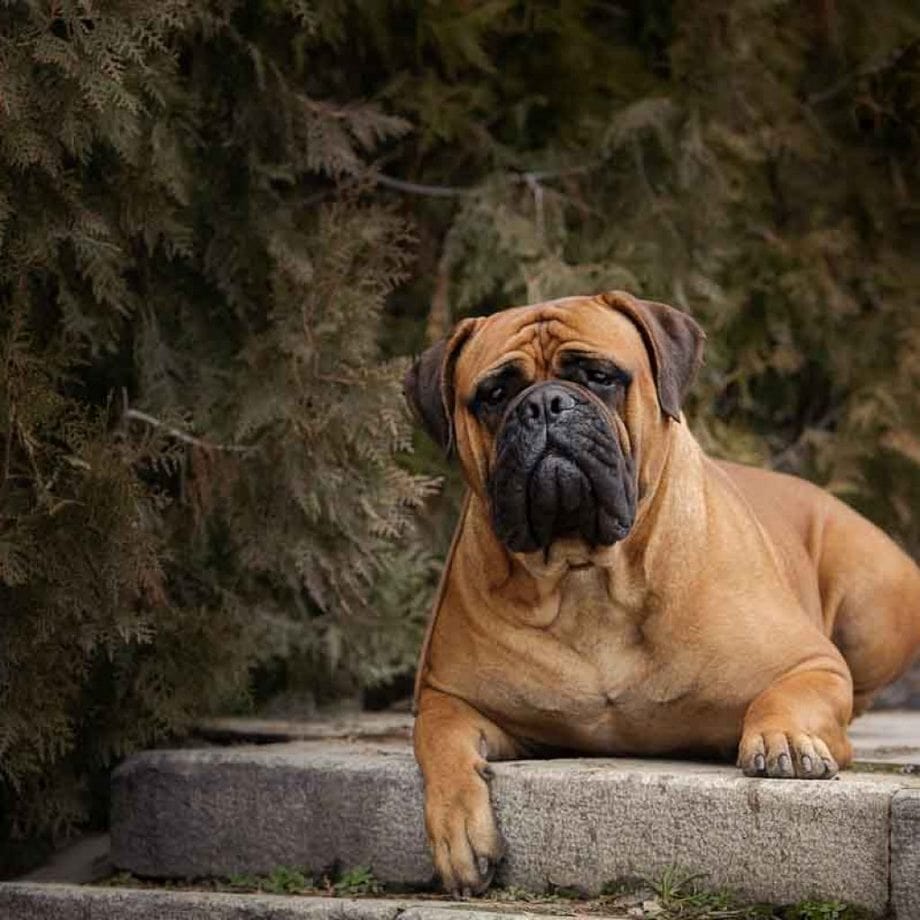 Razza Bullmastiff, caratteristiche, prezzo e dove trovarlo