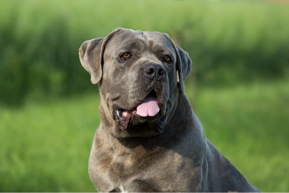 Razza Cane Corso, caratteristiche, prezzo e dove trovarlo