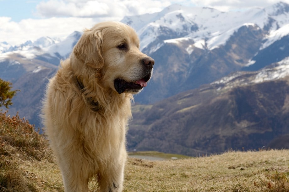 Razza Cane Da Montagna Dei Pirenei, caratteristiche, prezzo e dove trovarlo