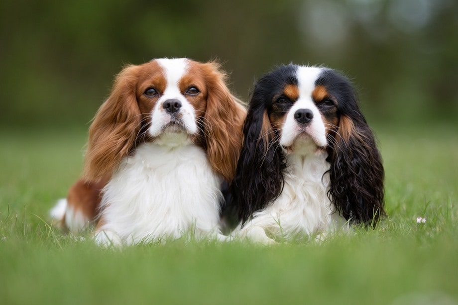 Razza Cavalier King, caratteristiche, prezzo e dove trovarlo