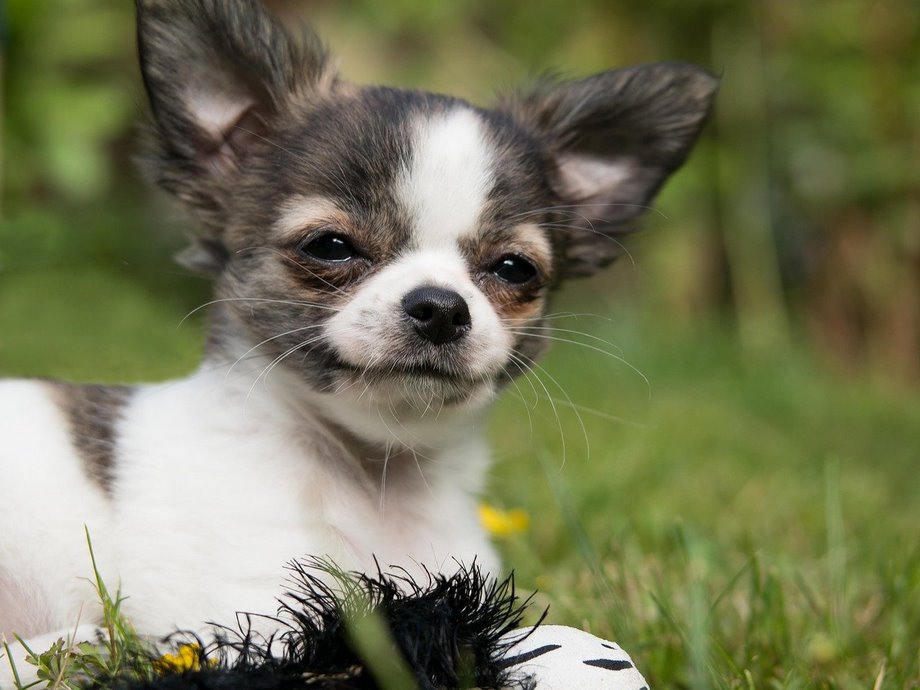 Razza Chihuahua, caratteristiche, prezzo e dove trovarlo