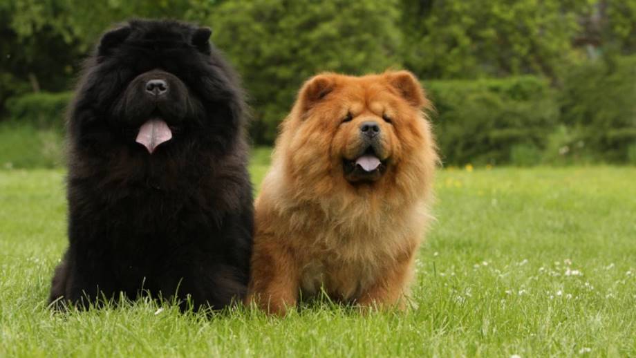 Razza Chow Chow, caratteristiche, prezzo e dove trovarlo