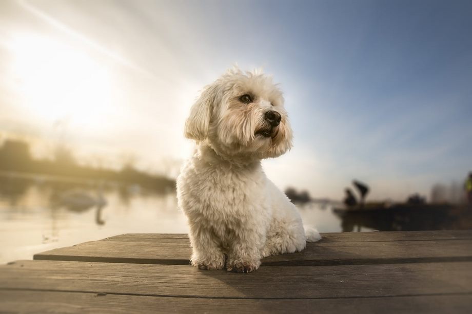 Razza Coton De Tulear, caratteristiche, prezzo e dove trovarlo