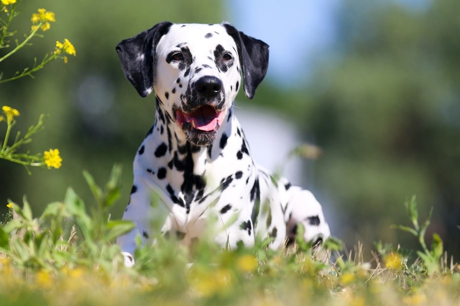 Razza Dalmata, caratteristiche, prezzo e dove trovarlo