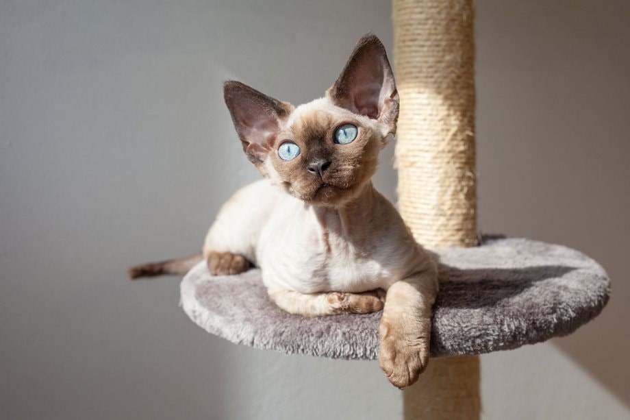 Razza Devon Rex, caratteristiche, prezzo e dove trovarlo