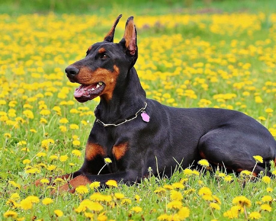 Razza Dobermann, caratteristiche, prezzo e dove trovarlo