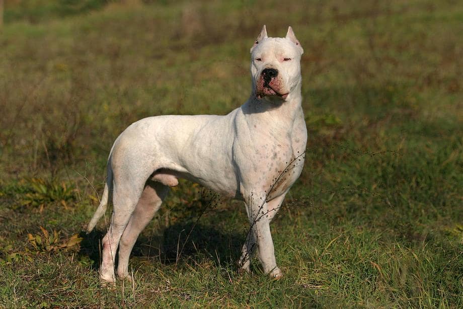 Razza Dogo Argentino, caratteristiche, prezzo e dove trovarlo