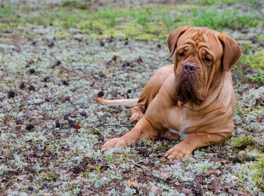 Razza Dogue De Bordeaux, caratteristiche, prezzo e dove trovarlo