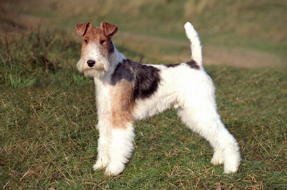 Razza Fox Terrier, caratteristiche, prezzo e dove trovarlo