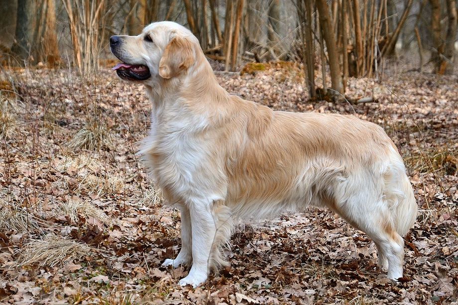 Razza Golden Retriever, caratteristiche, prezzo e dove trovarlo