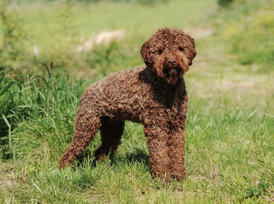 Razza Lagotto Romagnolo, caratteristiche, prezzo e dove trovarlo