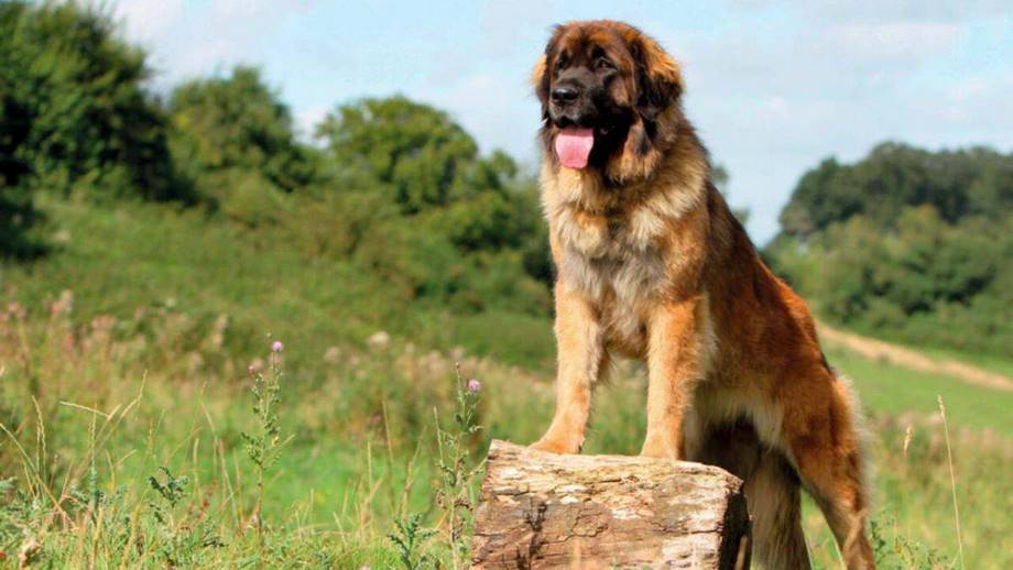 Razza Leonberger, caratteristiche, prezzo e dove trovarlo