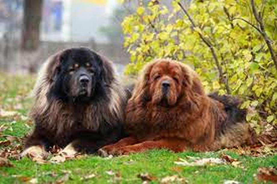 Razza Mastino Tibetano, caratteristiche, prezzo e dove trovarlo