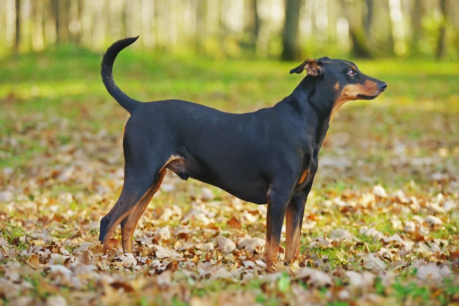 Razza Pinscher, caratteristiche, prezzo e dove trovarlo