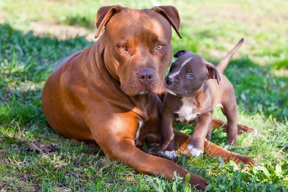 Razza Pitbull, caratteristiche, prezzo e dove trovarlo