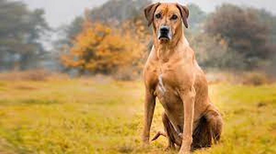 Razza Rhodesian Ridgeback, caratteristiche, prezzo e dove trovarlo