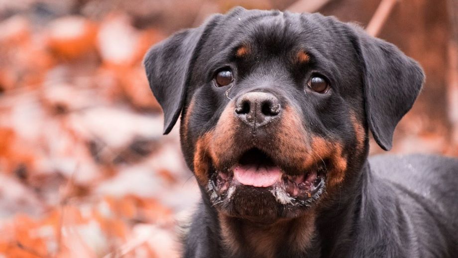 Razza Rottweiler, caratteristiche, prezzo e dove trovarlo