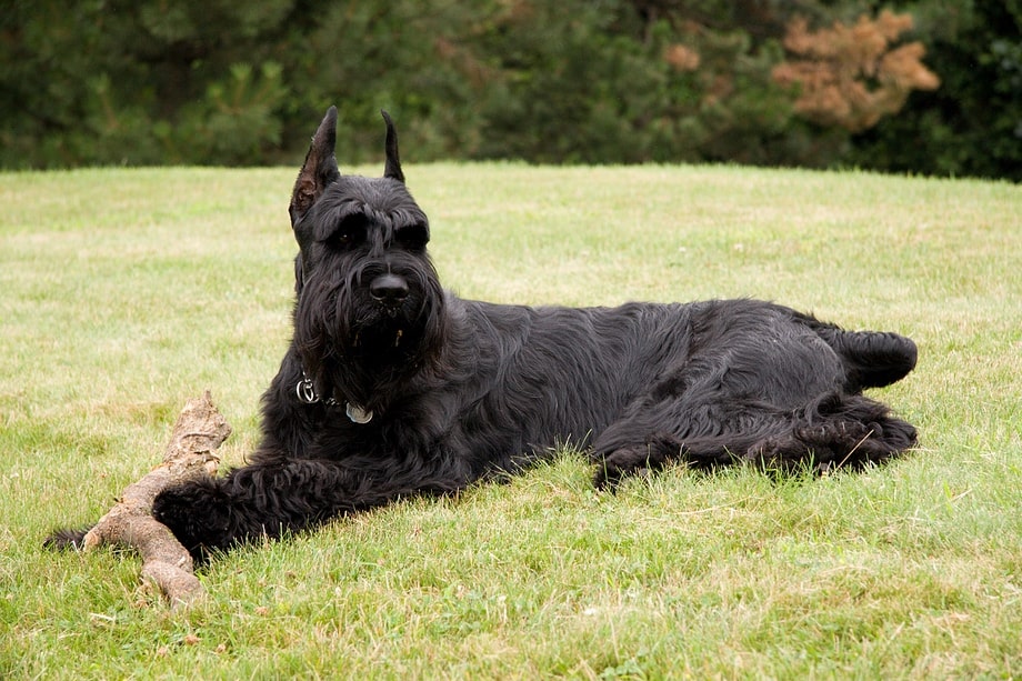 Razza Schnauzer, caratteristiche, prezzo e dove trovarlo