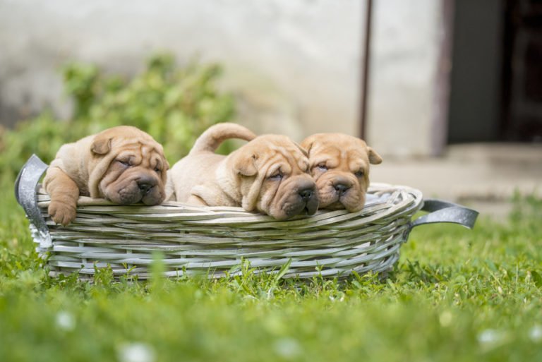 Shar Pei razza di cane adatto alla famiglia