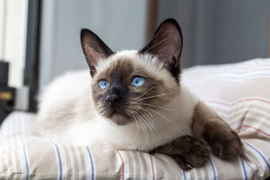 Razza Siamese, caratteristiche, prezzo e dove trovarlo