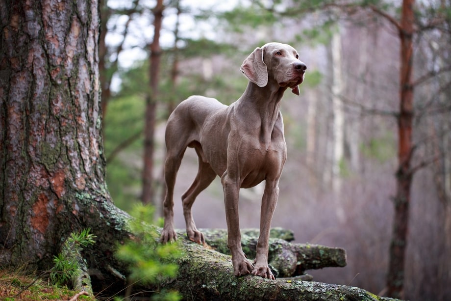 Razza Weimaraner, caratteristiche, prezzo e dove trovarlo