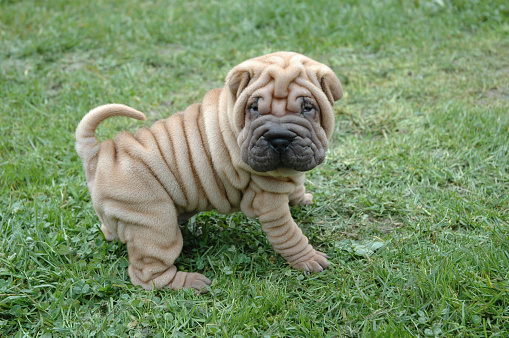 Shar Pei cucciolo di razza