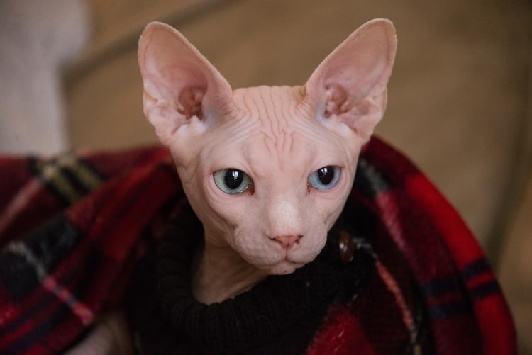 Sphynx gatto freddoloso adorabile