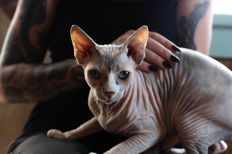 Sphynx gatto nudo, gatto senza pelo