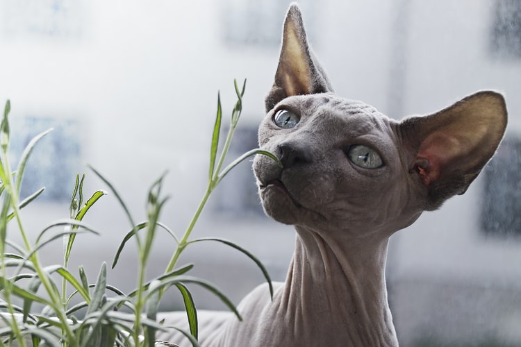 Sphynx prendersi cura del gatto